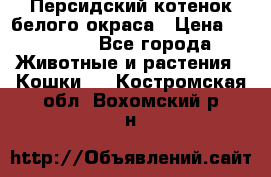 Персидский котенок белого окраса › Цена ­ 35 000 - Все города Животные и растения » Кошки   . Костромская обл.,Вохомский р-н